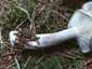 Szagos csigagomba (Hygrophorus agathosmus), Őrség